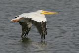 American White-Pelican