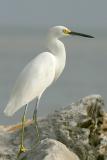 Snowy Egret