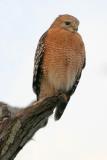 Red-shouldered Hawk