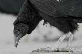 Black Vulture