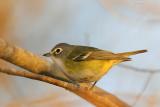 Blue-headed Vireo
