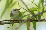 Tennessee Warbler