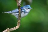 Cerulean Warbler