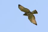 Broad-winged Hawk