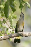 American Redstart