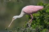 Roseate Spoonbill