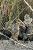Nelson's Sharp-tailed Sparrow