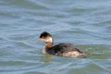 Eared Grebe