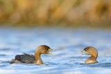 Pied-billed Grebe