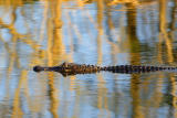 American Alligator