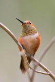 Rufous Hummingbird