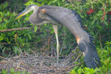 Great Blue Heron