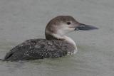 Common Loon