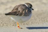 Piping Plover