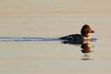 Common Goldeneye