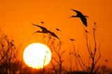 White Ibis