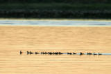 Eared Grebe