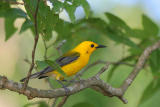 Prothonotary Warbler