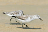 Sanderling