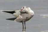 Laughing Gull