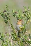 Nelsons Sharp-tailed Sparrow