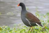 Common Moorhen