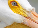 _MG_6299-crop.jpg