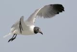 Laughing Gull