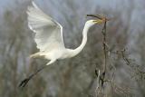 Great Egret