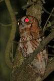 Eastern Screech-Owl