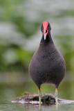 Common Moorhen