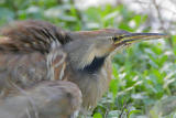 American Bittern