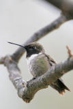 Black-chinned Hummingbird