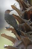 Northern Flicker