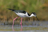 Black-necked Stilt