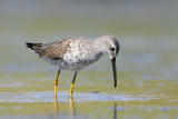 Stilt Sandpiper