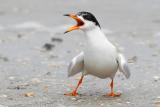 Forsters Tern