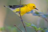 Prothonotary Warbler