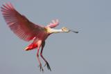 Roseate Spoonbill