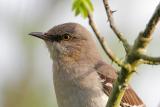 Northern Mockingbird