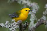 Prothonotary Warbler