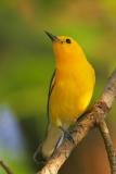 Prothonotary Warbler