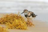 Ruddy Turnstone