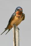 Barn Swallow