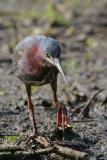 Green Heron