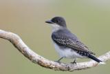 Eastern Kingbird