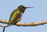 Ruby-throated Hummingbird