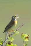 Dickcissel