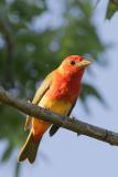 Summer Tanager