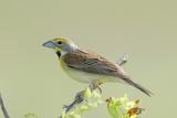 Dickcissel